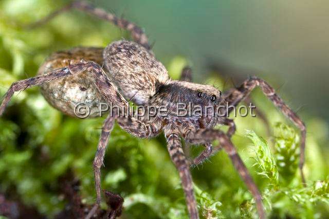 Lycosidae_8497.JPG - France, Araneae, Lycosidae, Lycose ou Araignée-loup (Pardosa lugubris), femelle portant son cocon